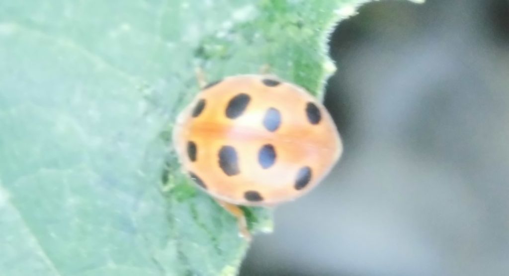 Henosepilachna elaterii, Coccinellidae